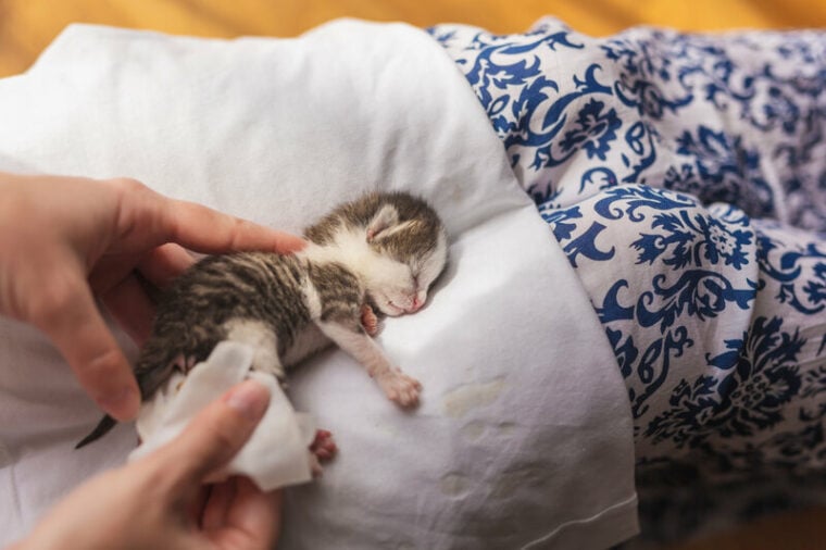 Can You Touch Newborn Kittens? VetApproved Care Facts Hepper