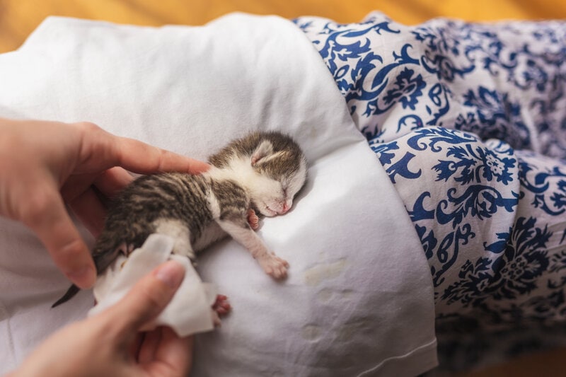 female hands massaging orphan kittens belly to stimulate its bowel movements as a simulation of mother cat's licking in order to stimulate urination and defecation