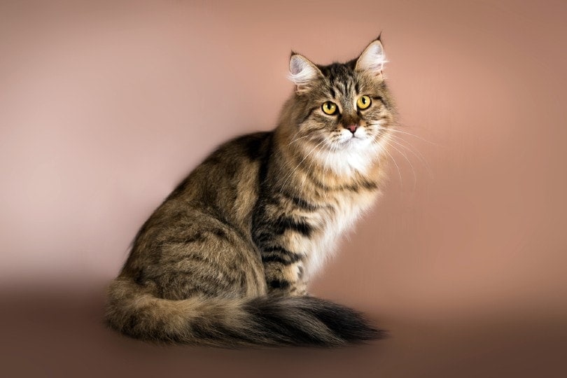 Gato atigrado con ojos ámbar posando para la cámara.