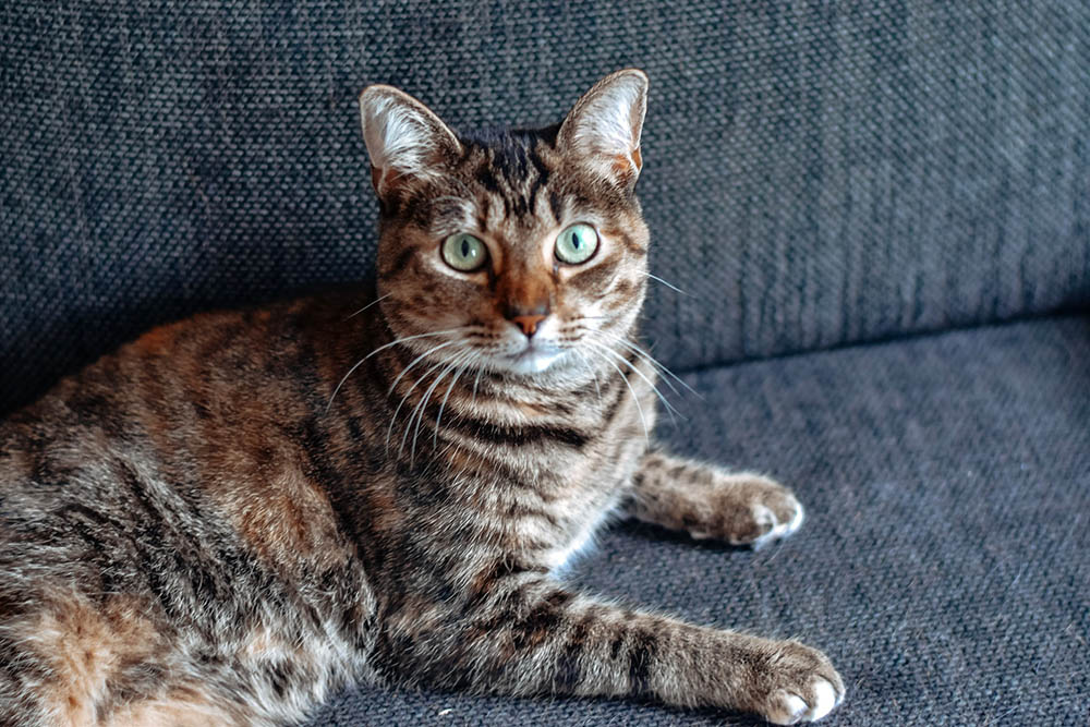 Feline Breeds, Domestic Shorthair Cats, and Color Patterns
