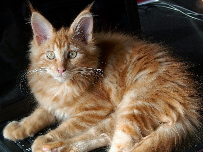 tabby maine coon cat on couch