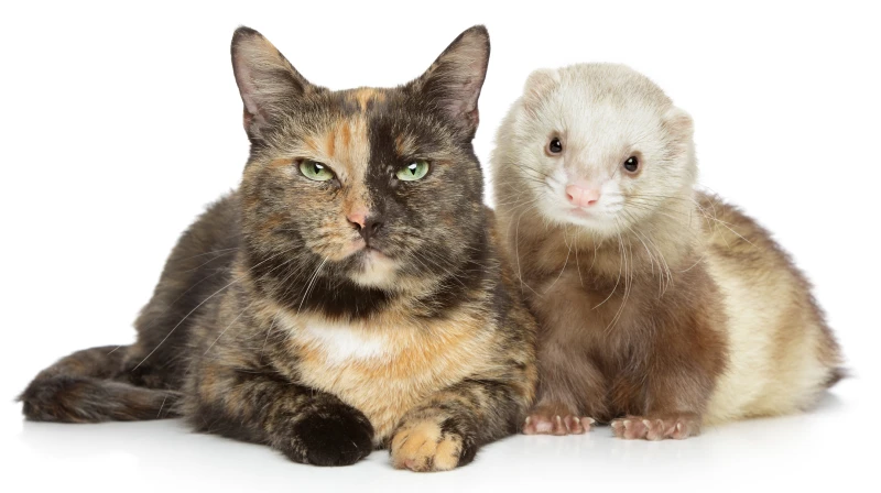 tortie cat and ferret beside each other