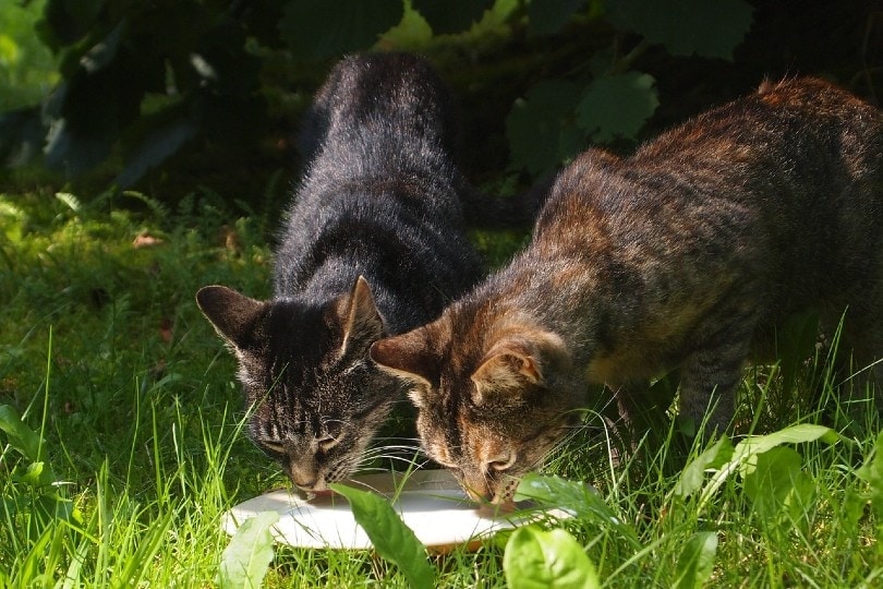 two cats drinking milk outside