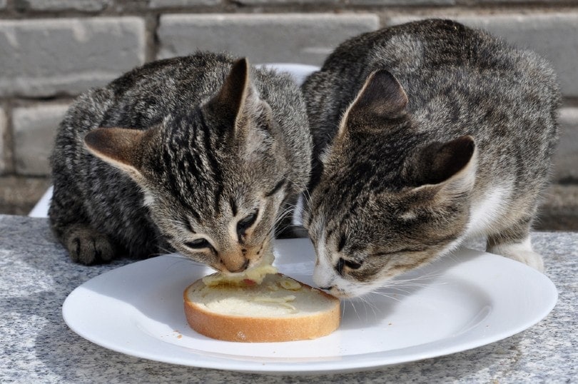 hai con mèo ăn bánh mì