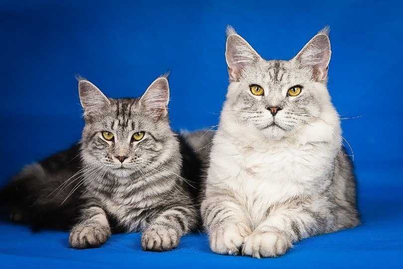 two maine coon cats with blue background