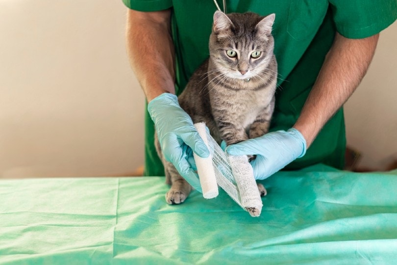 bác sĩ thú y chữa trị cho mèo bị gãy chân