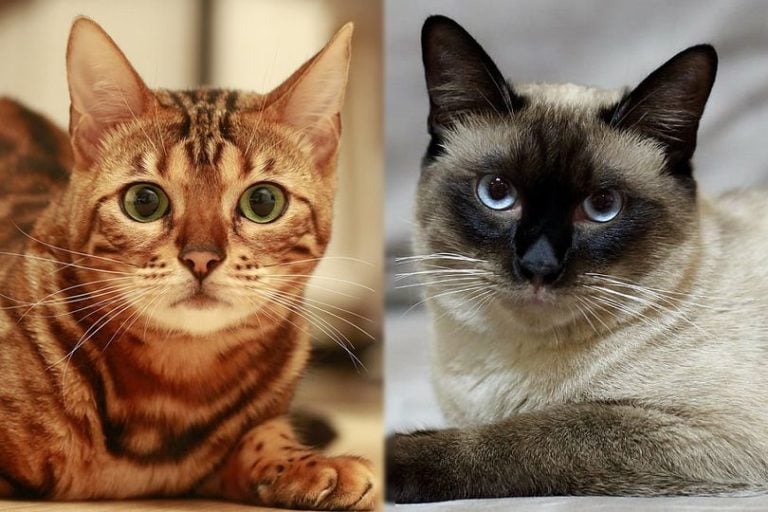 Bengal Siamese Cat Breed Info Pictures, Temperament & Traits Hepper