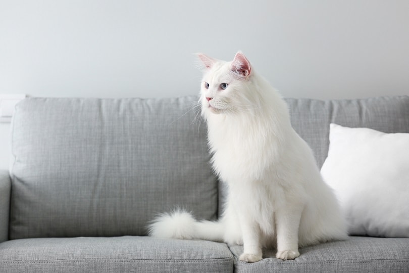 Super Fluffy Cat Breeds North Hampton Animal Hospital