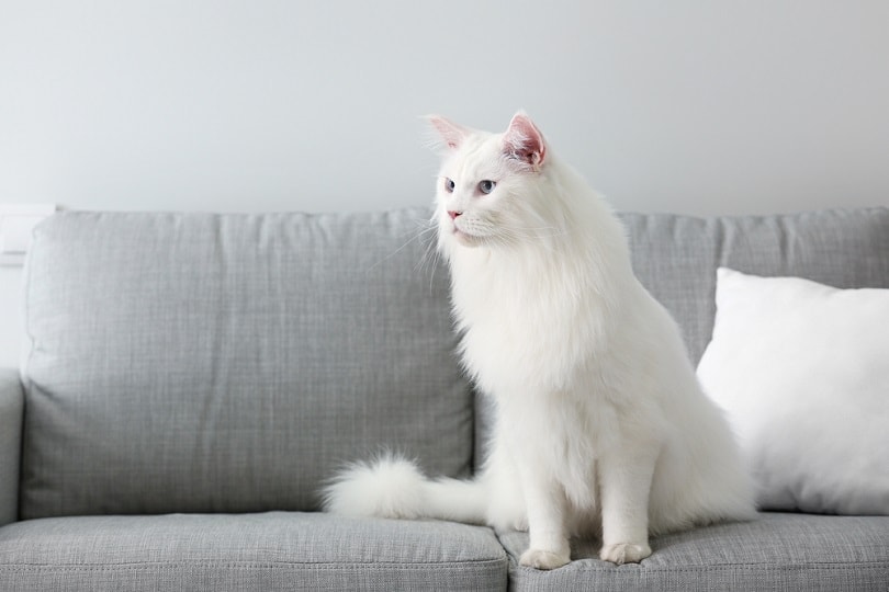 How Much Does A Maine Coon Cat Cost? 2023 Price Guide Hepper