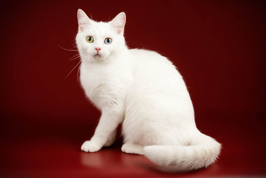 white American shorthair