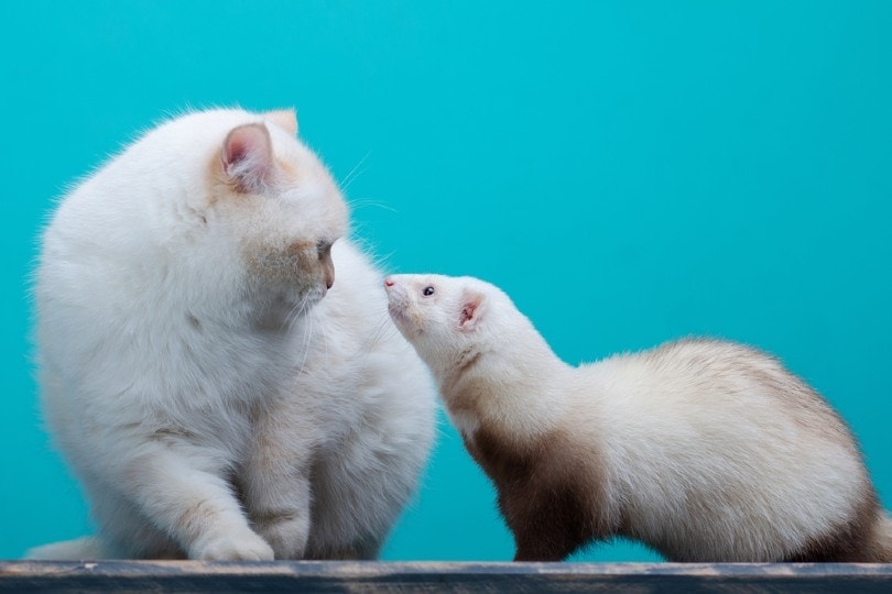 white cat and white ferret in bluie background