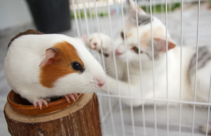 white cat in cage trying to reach guinea pig