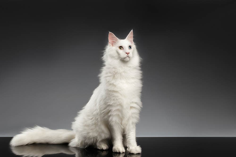 White Maine Coon sitting