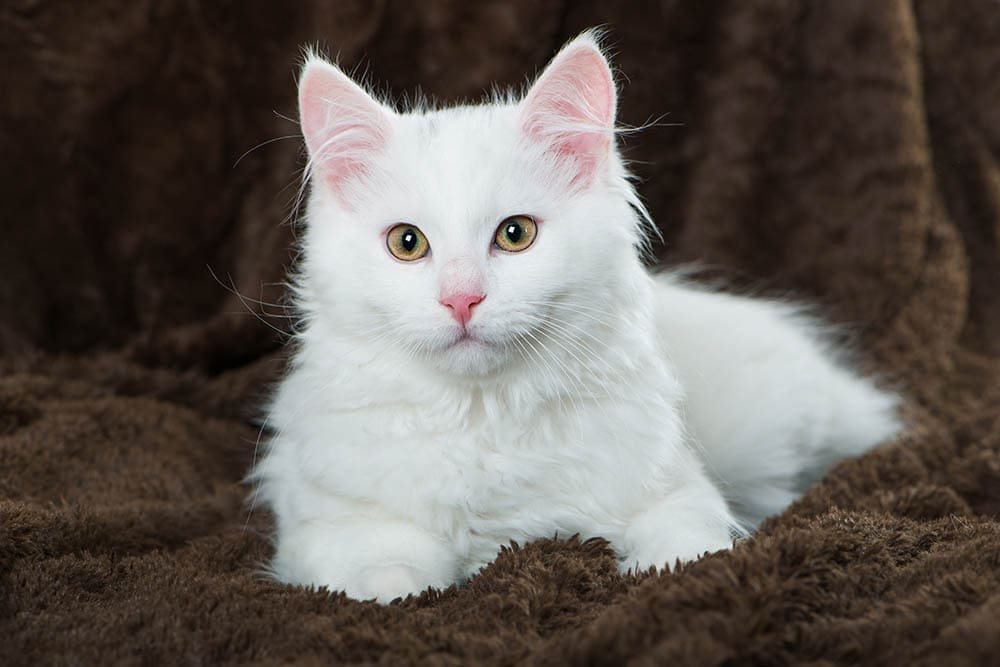 White maine coon