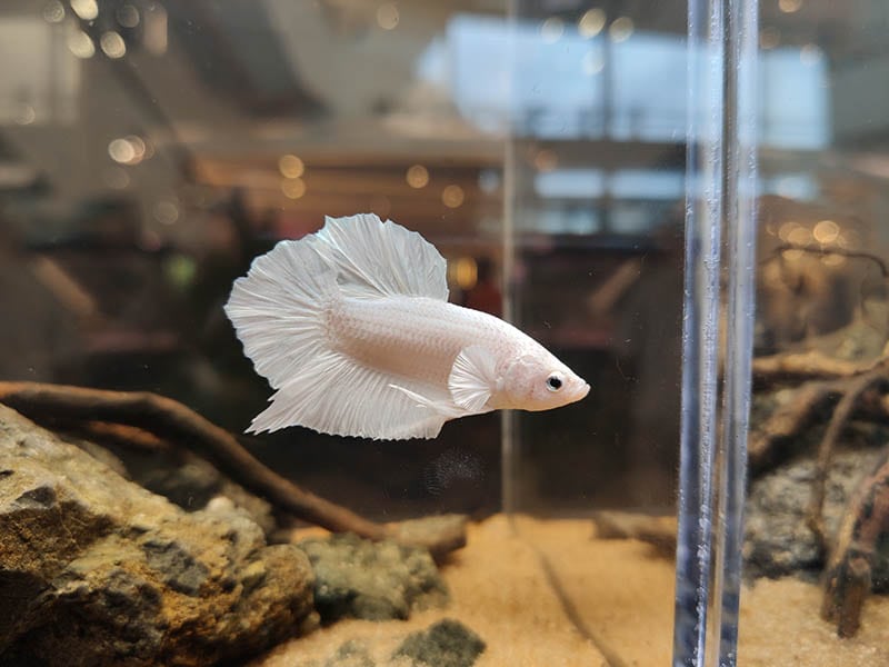 white opal betta fish swimming alone in the tank