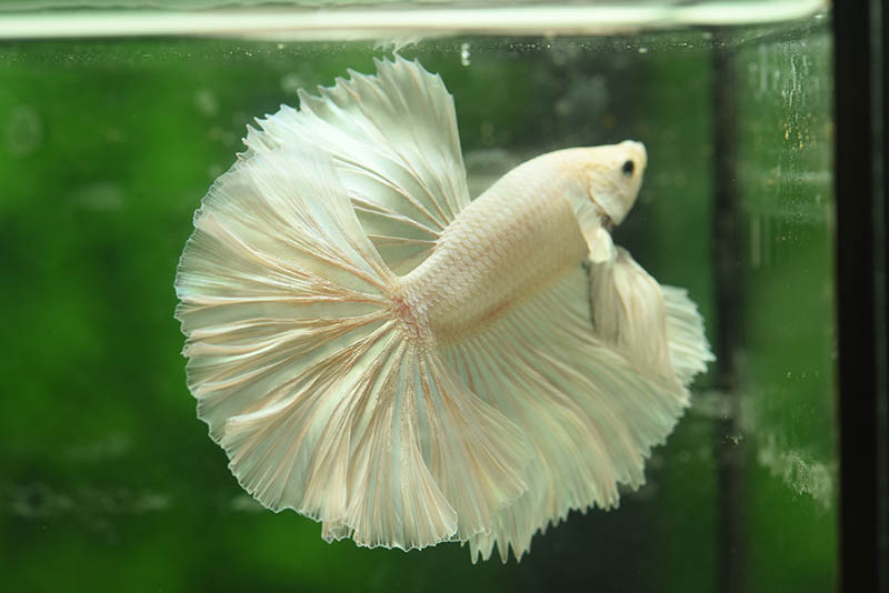 White Opal Halfmoon betta fish swimming alone in the tank