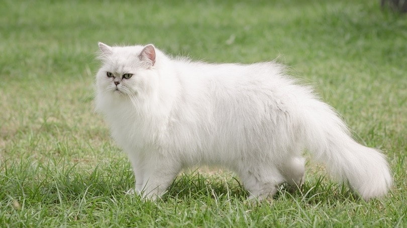 white persian cat walking on grass