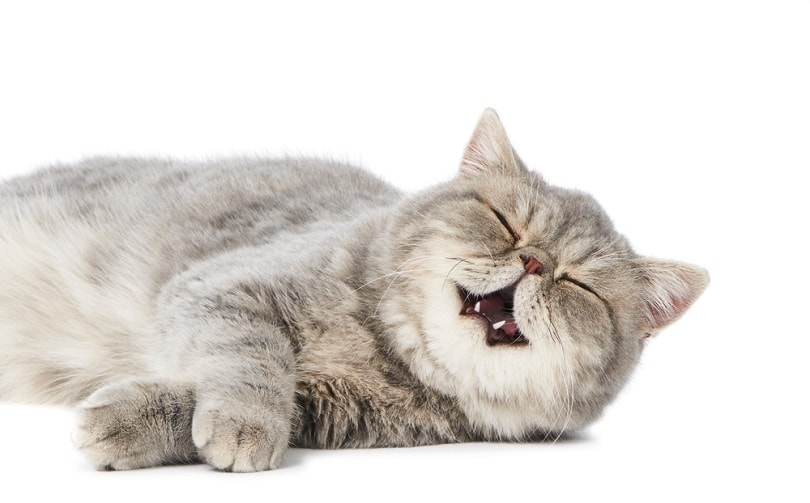 yawning and purring british shorthair kitten