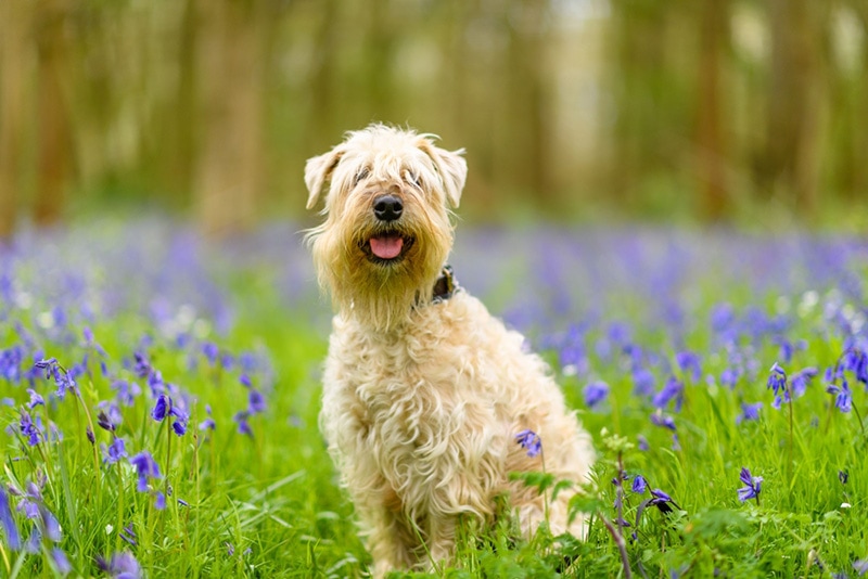 A Soft-coated Wheaten Terrier sitting in grassy ground and looking at camera