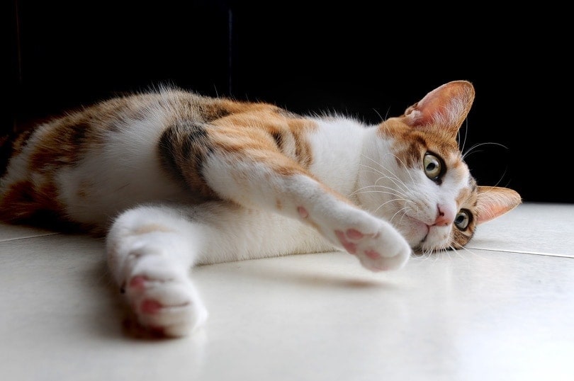một con mèo nằm trên sàn phòng tắm