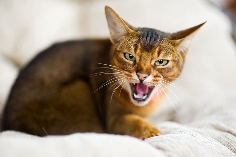 Why Do Cats Hiss? 7 Reasons for This Behavior | Hepper