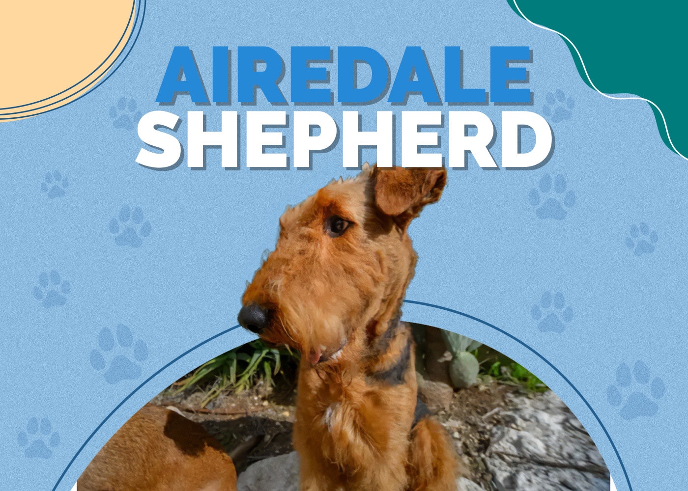 Airedale-Shepherd
