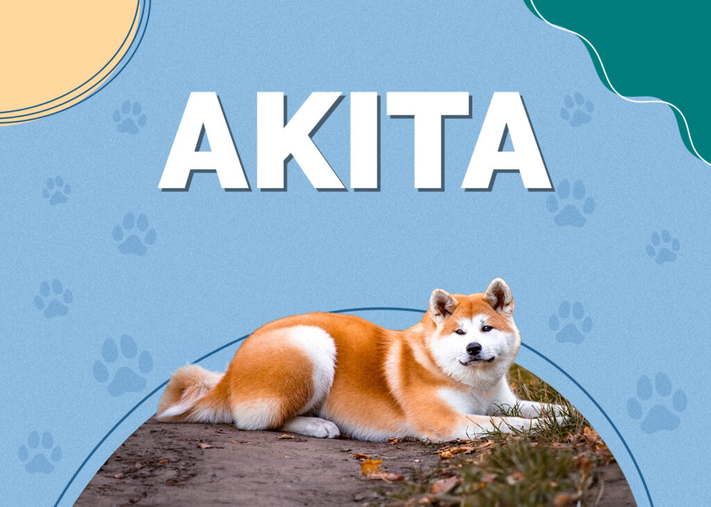 Akita Dog