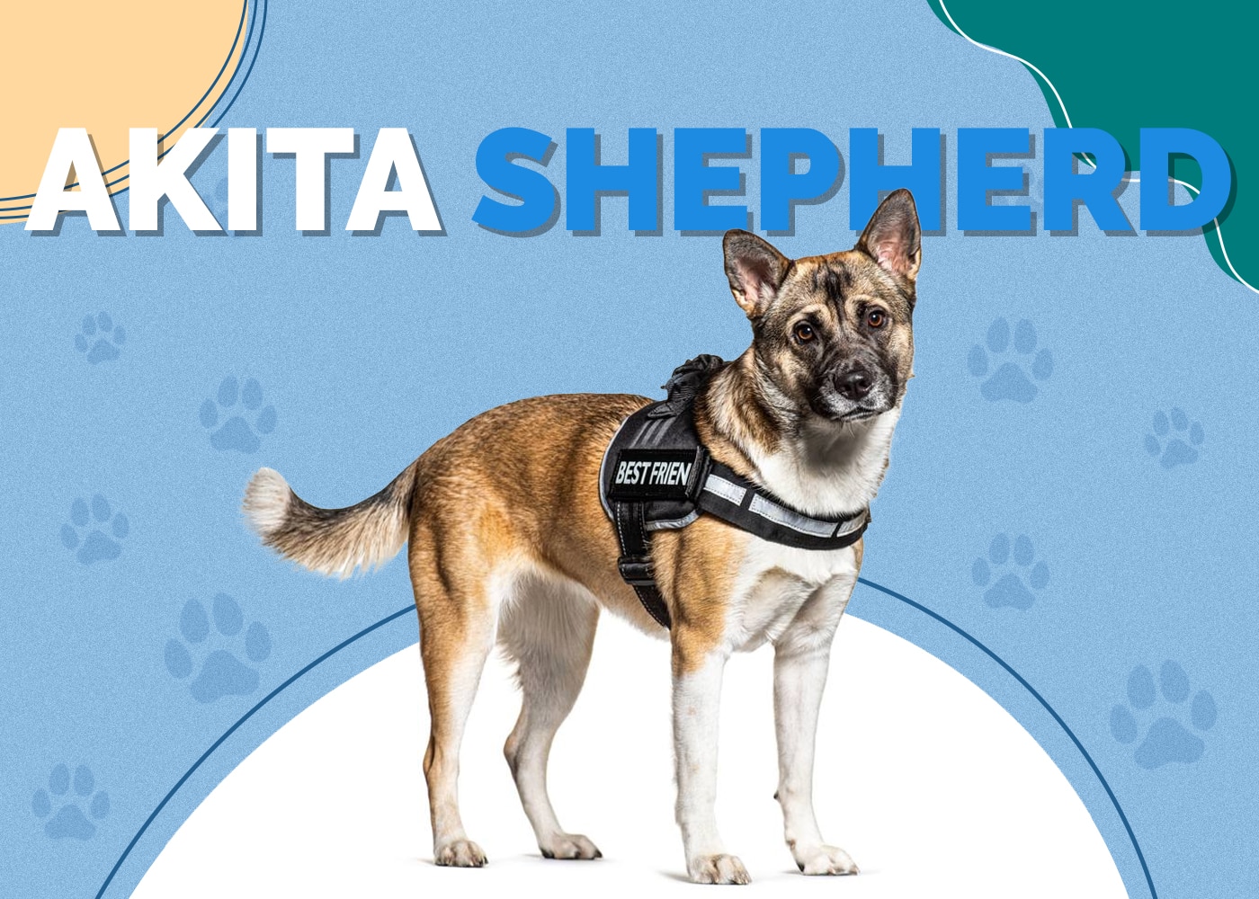 Akita Shepherd (German Shepherd & Akita Inu Mix)