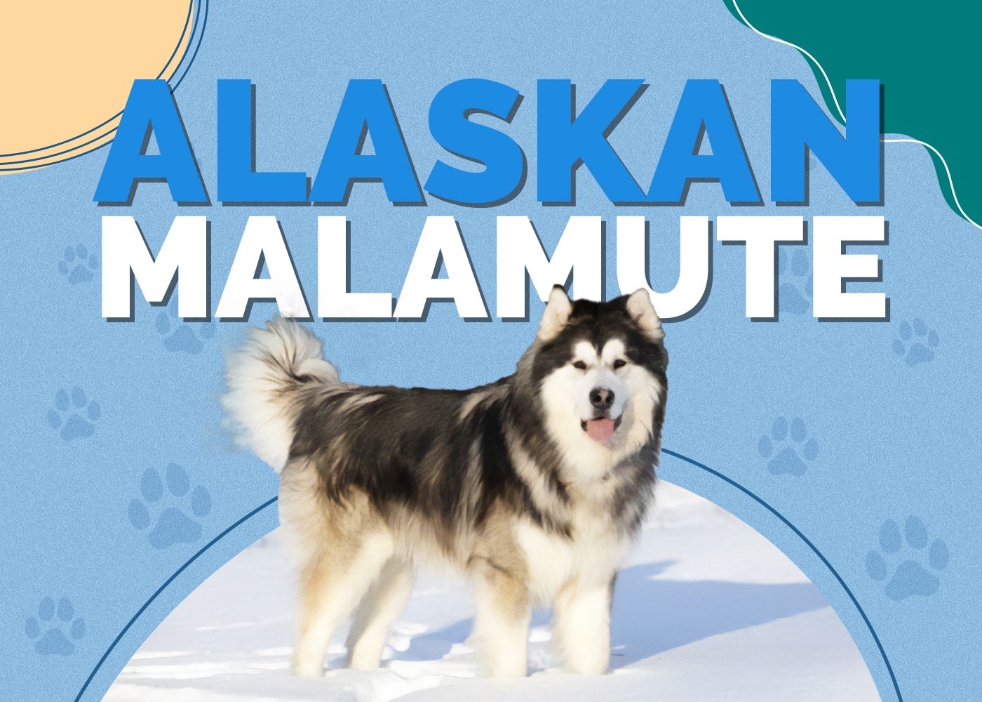 Giant Alaskan Malamute Dog
