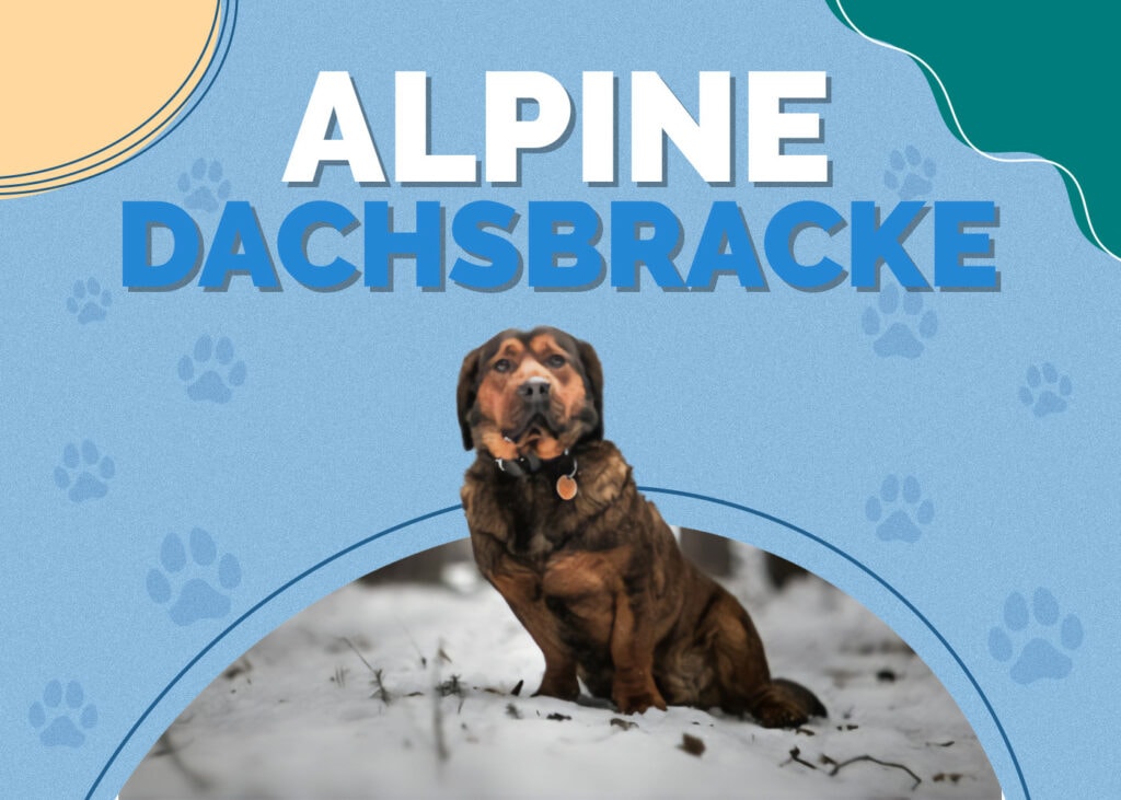 Alpine Dachsbracke