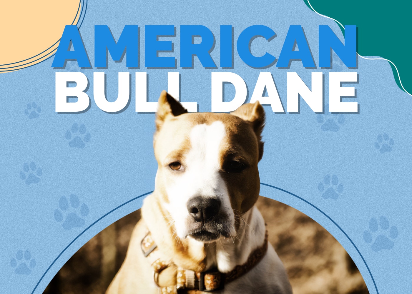 American Bull Dane (American Bulldog & Great Dane Mix)