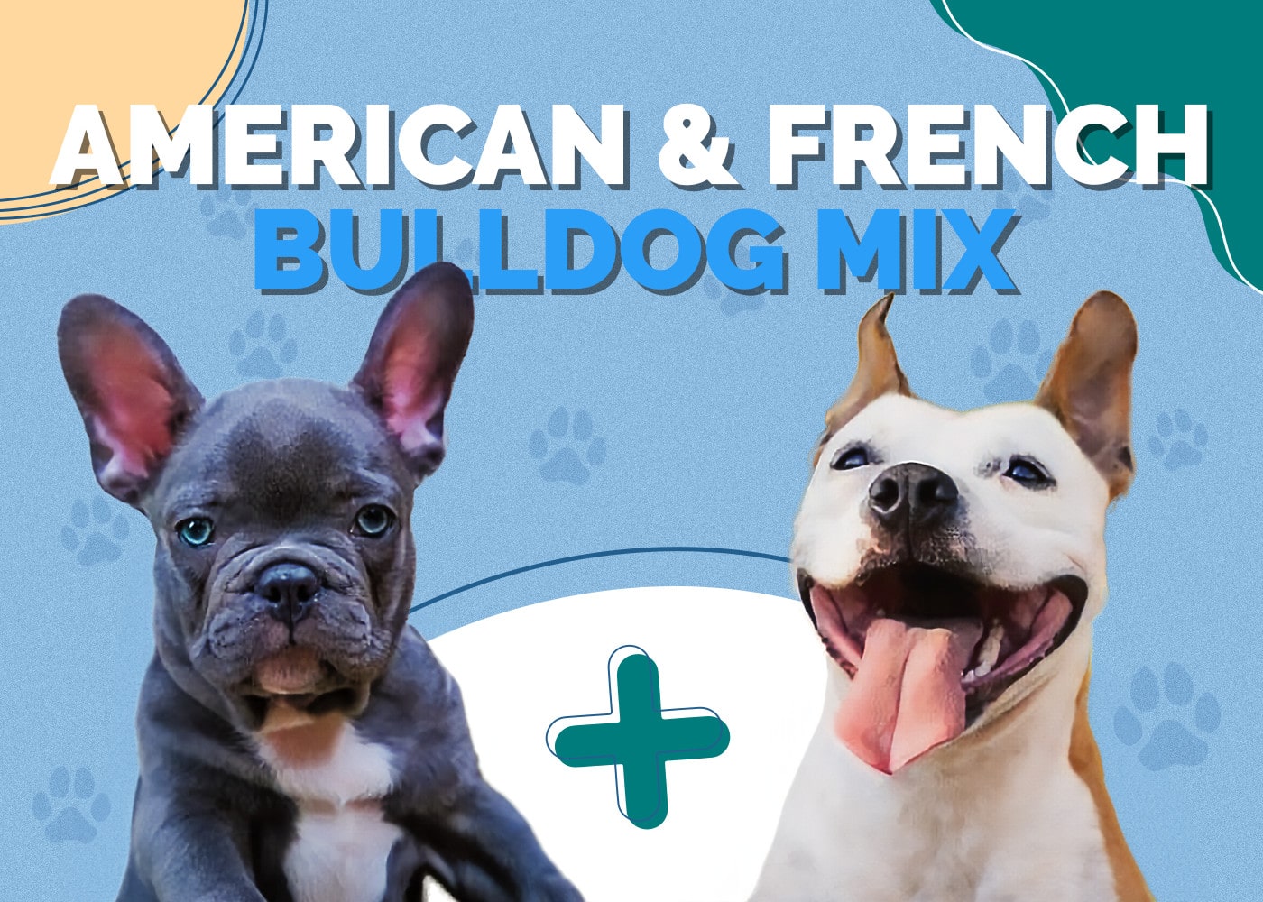 American Bulldog & French Bulldog Mix