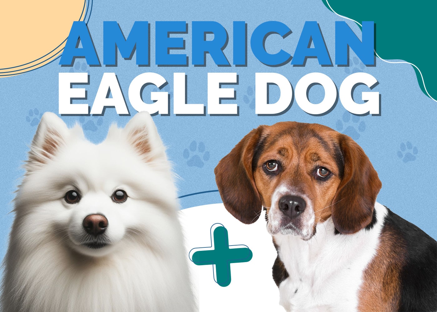 American Eagle Dog (American Eskimo Dog & Beagle Mix)