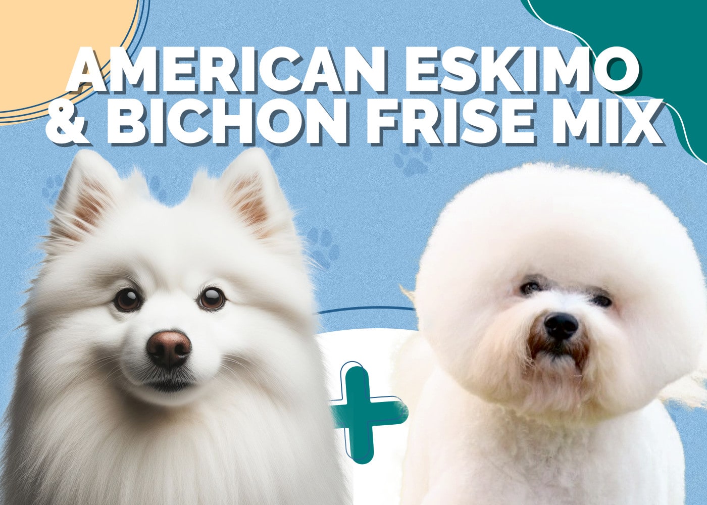 American Eskimo & Bichon Frise Mix