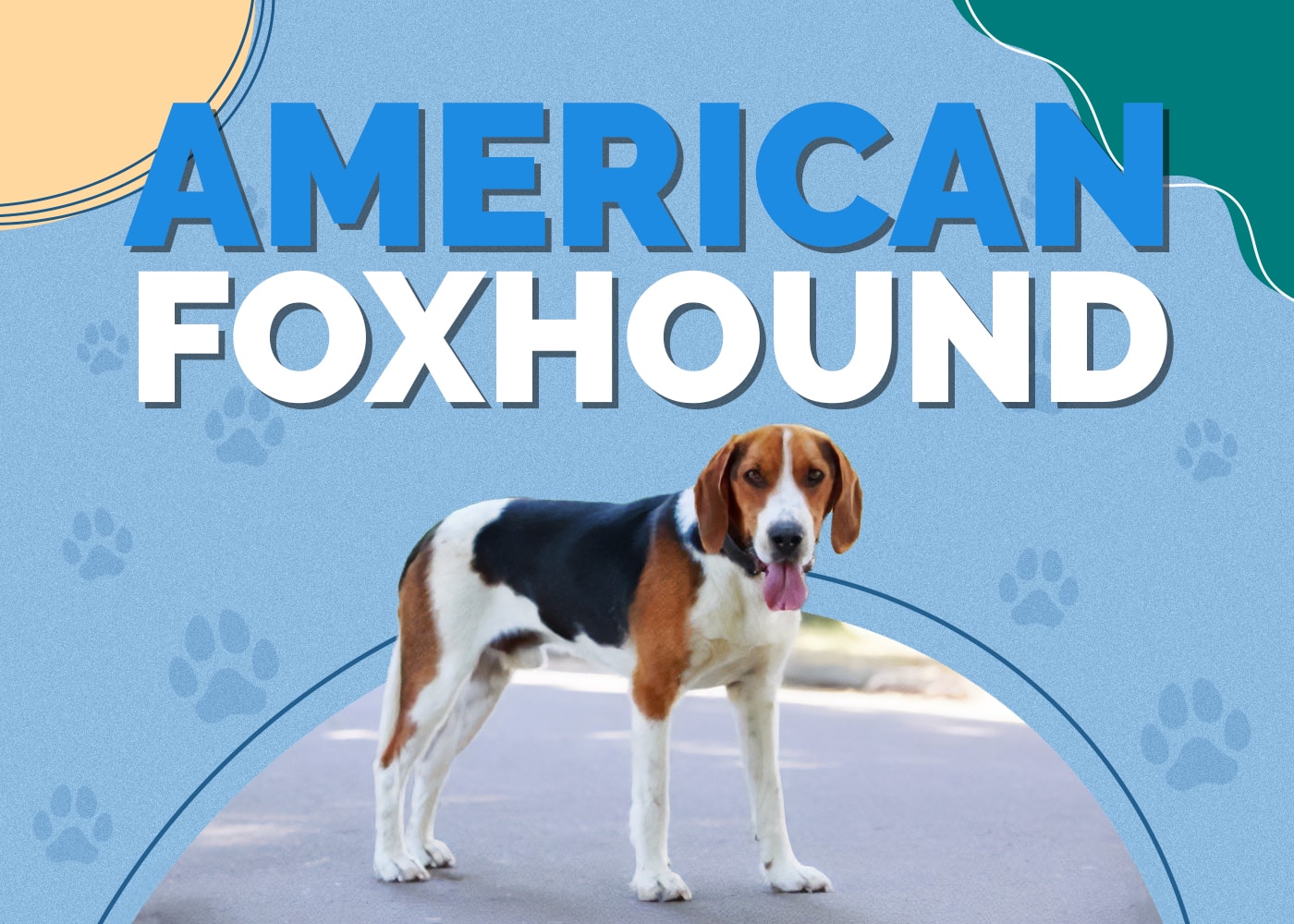 American Foxhound Dog