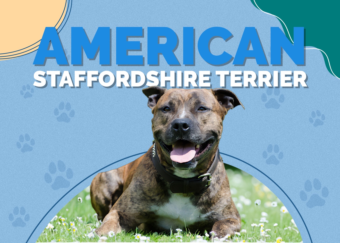 American Staffordshire Terrier