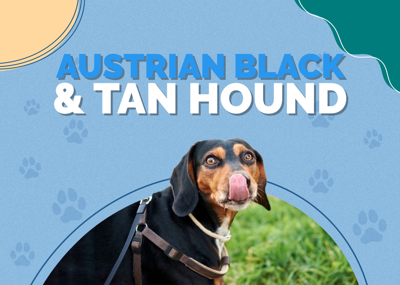 Austrian Black & Tan Hound
