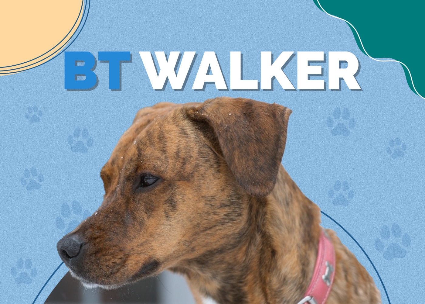 BT Walker (Boxer & Treeing Walker Coonhound Mix)