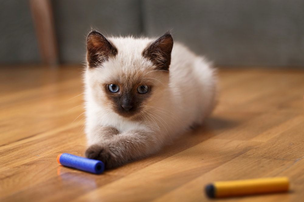 Balinese kitten playing with toy