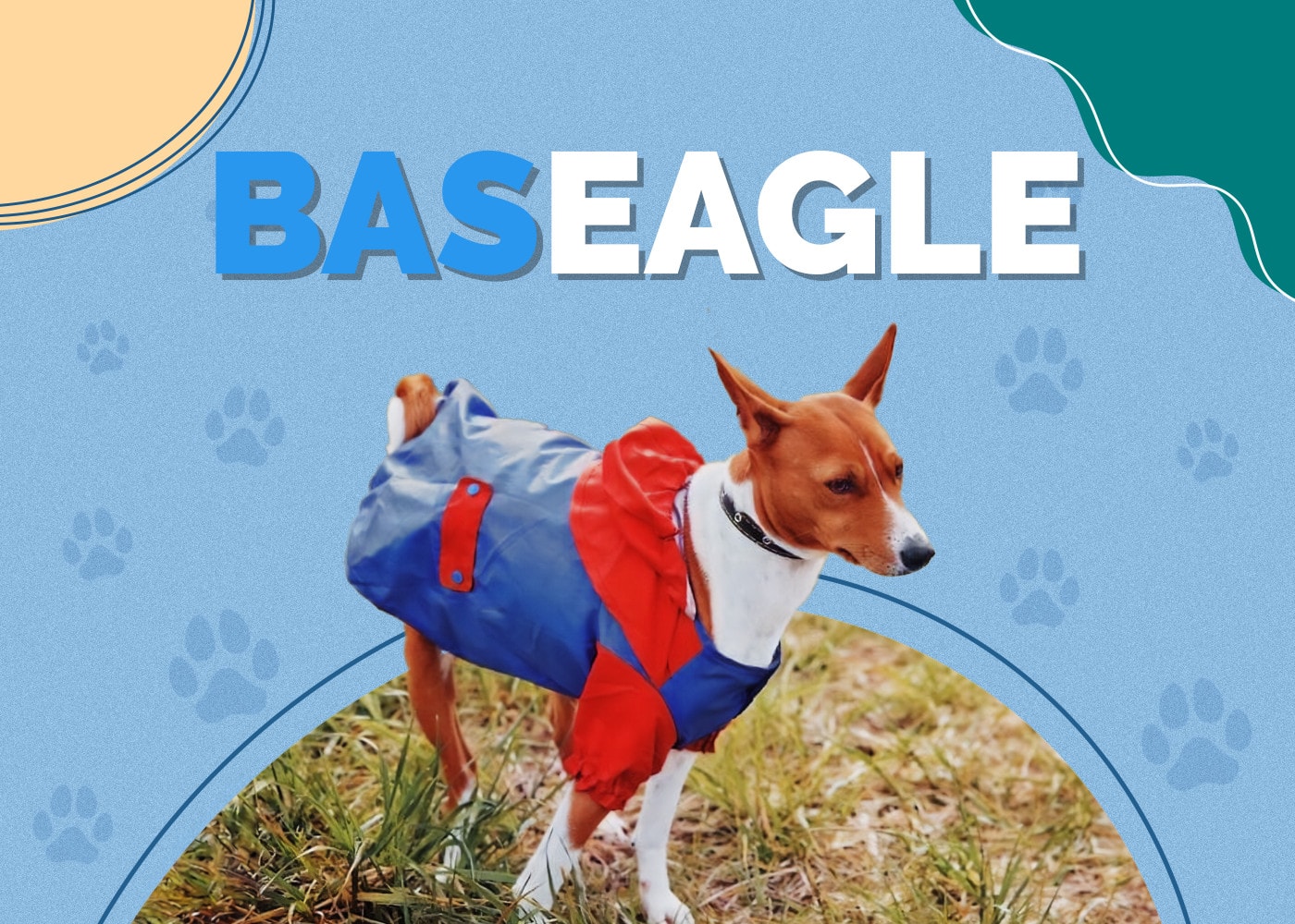 Baseagle (Basenji & Beagle Mix)