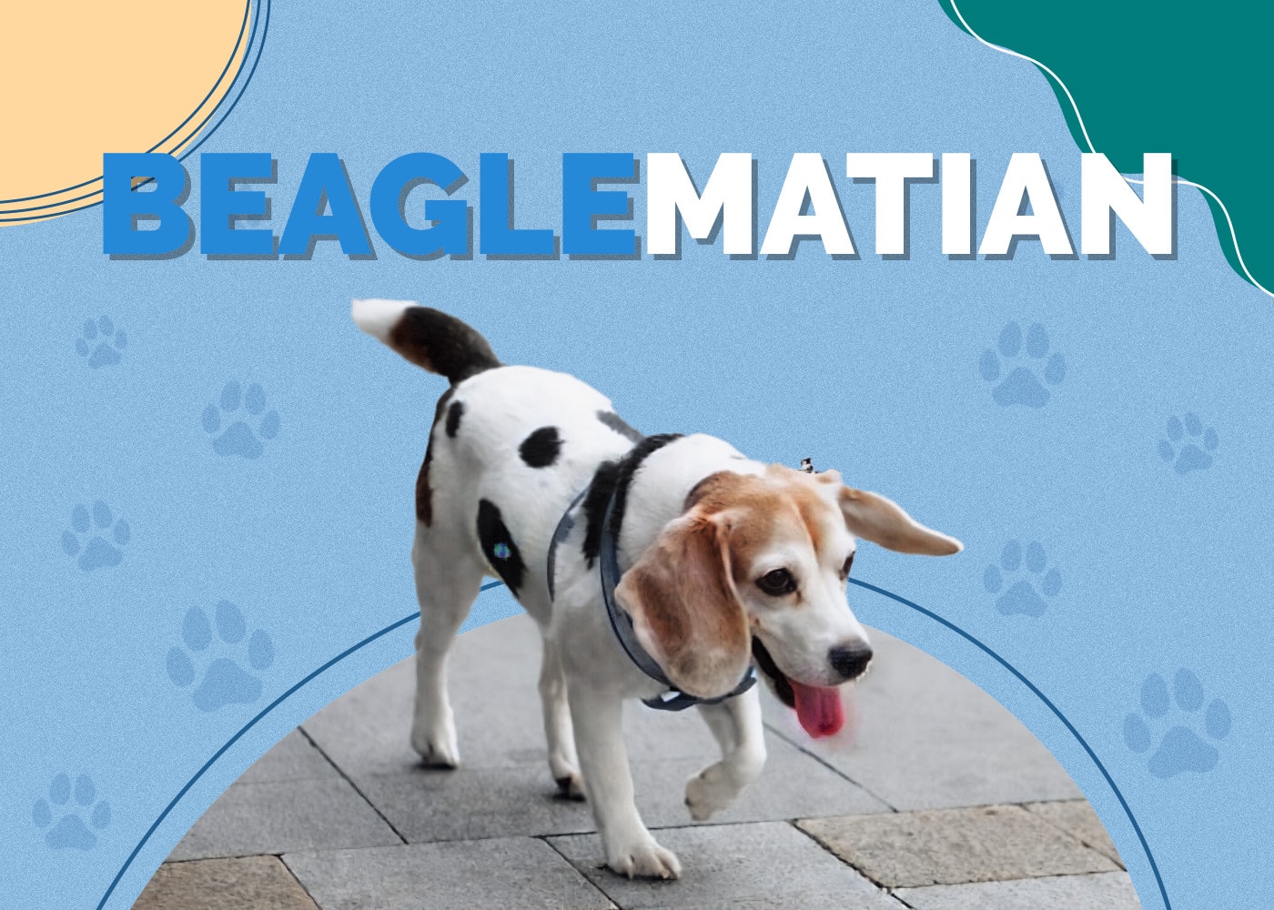 Beagleman (Beagle & Doberman Pinscher Mix)