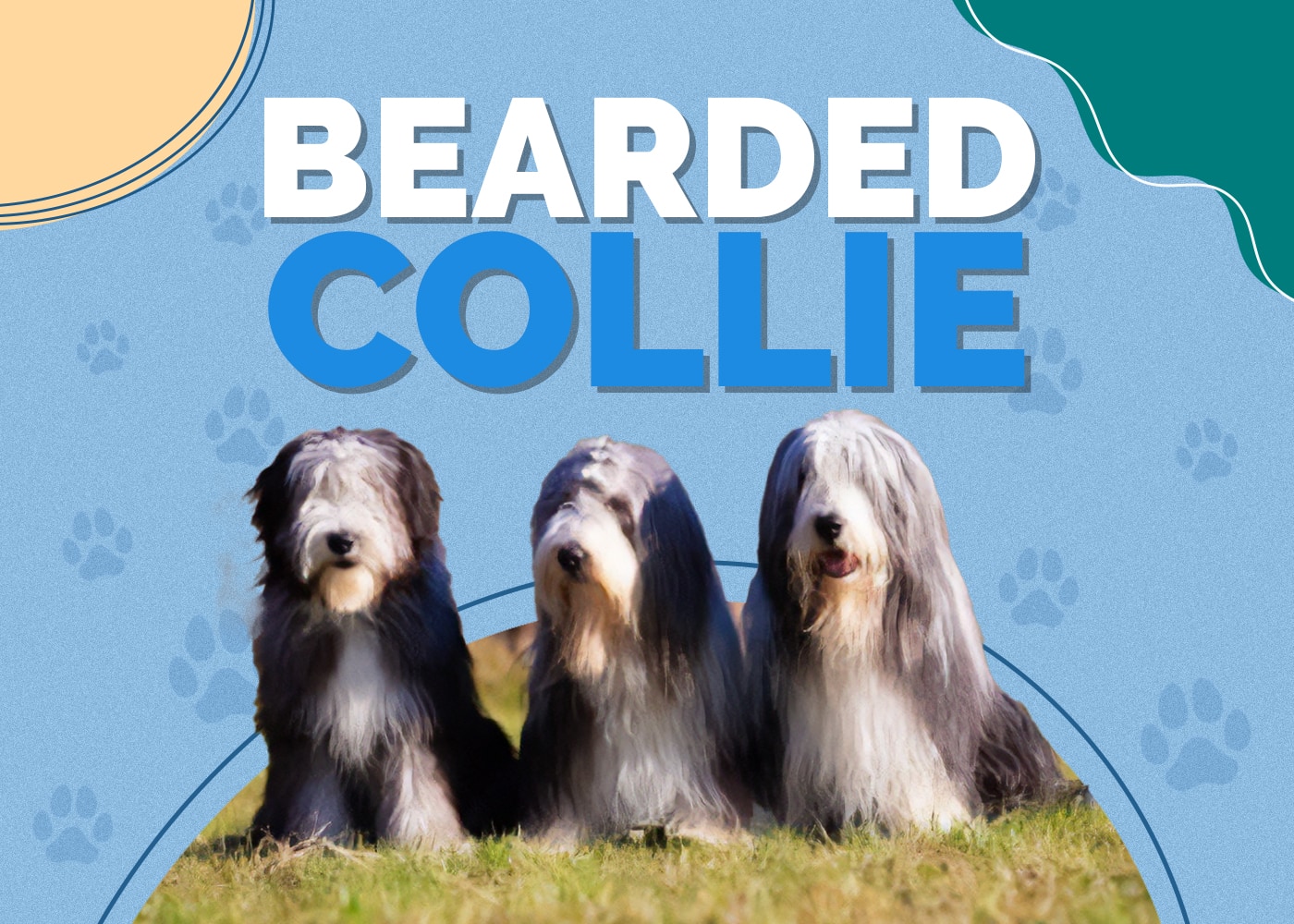 Bearded Collie Dog