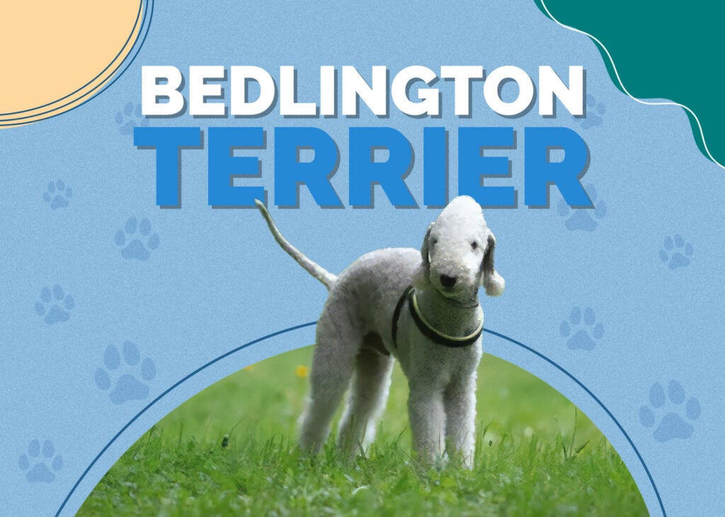 Bedlington Terrier