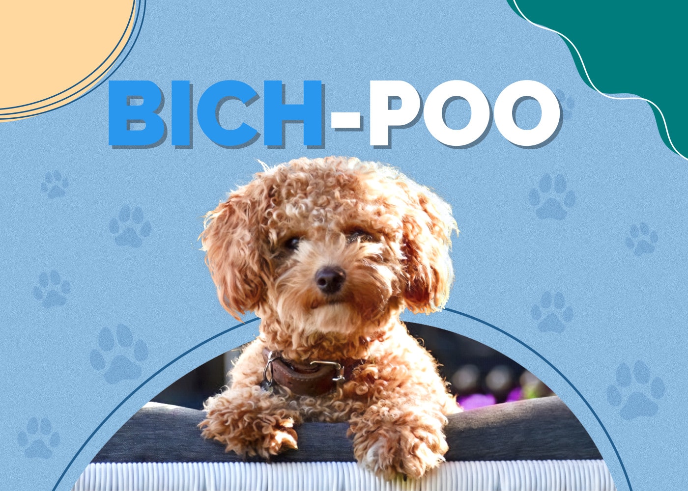 Bich-Poo (Bichon Frise & Poodle Mix)