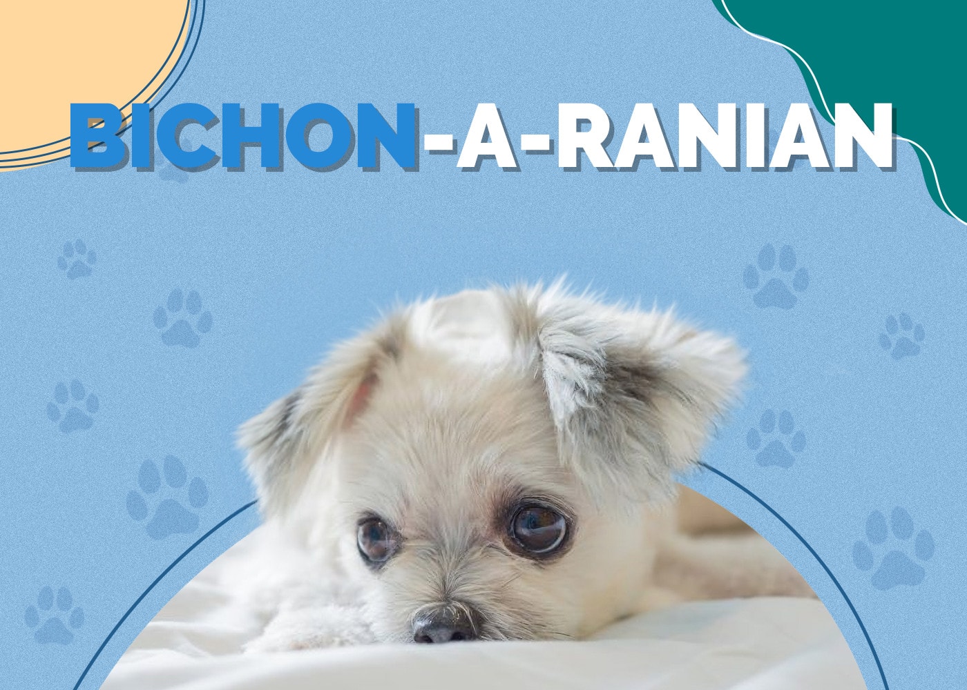 Bichon-A-Ranian (Bichon Frise & Pomeranian Mix)