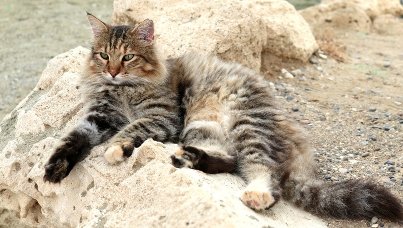 Big cat after a dust bath