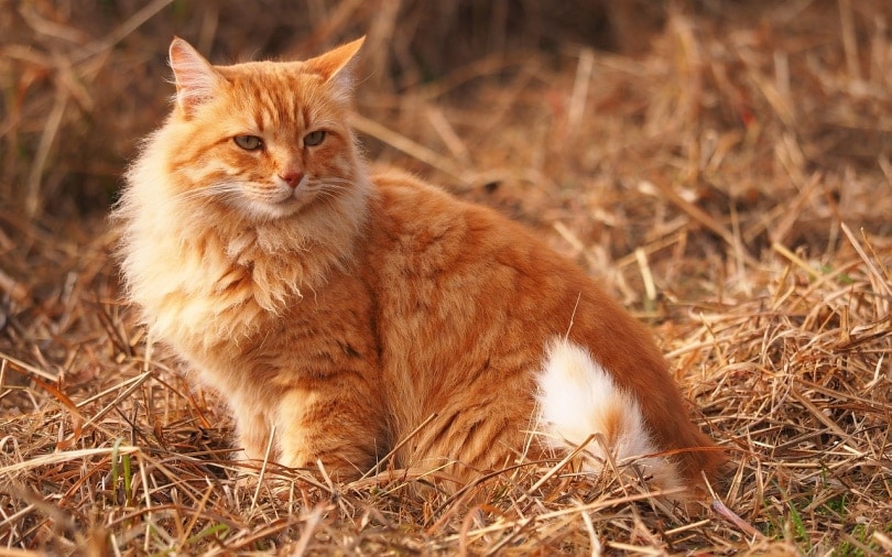 Big fluffy cat sitting in hay