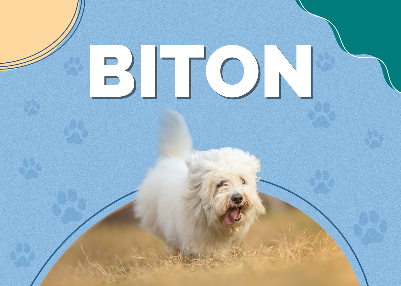 Biton (Bichon Frise & Coton De Tulear Mix)