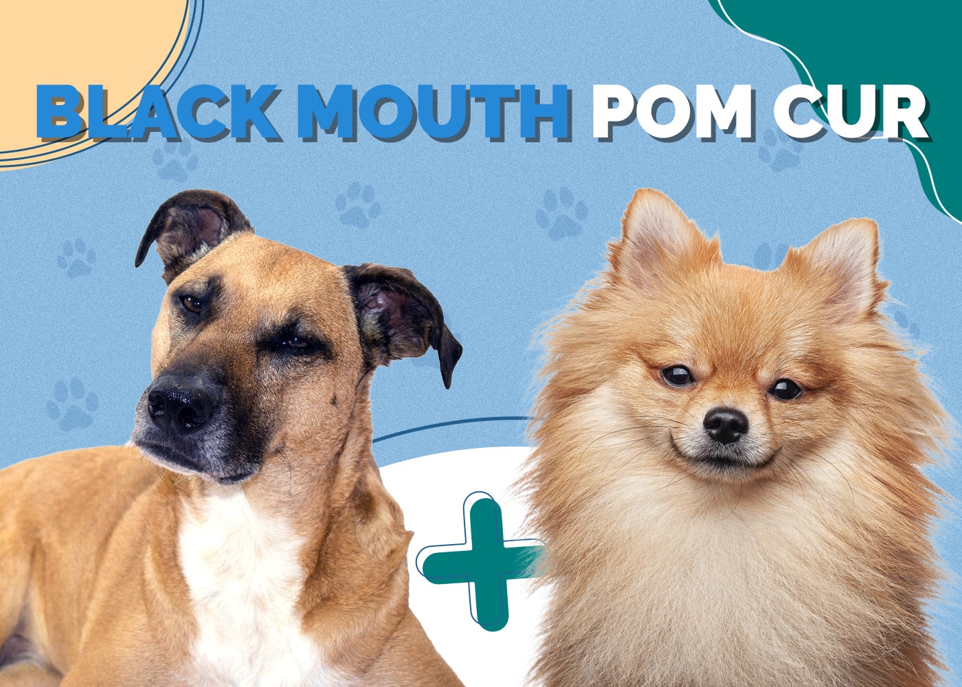 Black Mouth Pom Cur (Black Mouth Cur & Pomeranian Mix)