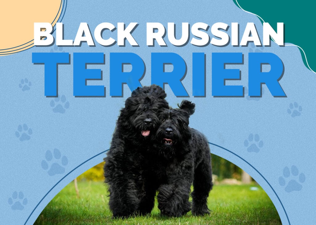Black Russian Terrier